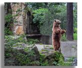 Dansende bjørn