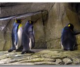 Familiens sorte pingvin